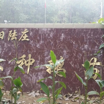 皖西白鹅鹅苗250g以上