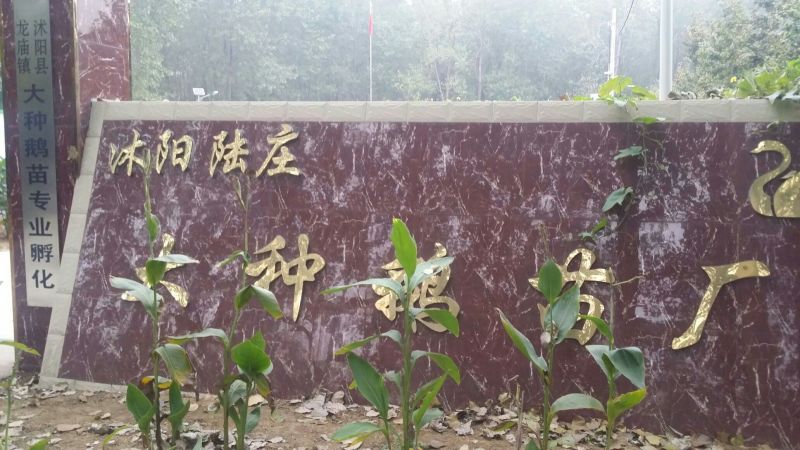 皖西白鹅鹅苗250g以上