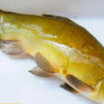 丁桂鱼15~20cm