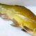 丁桂鱼15~20cm
