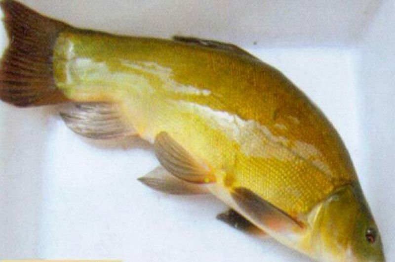 丁桂鱼15~20cm