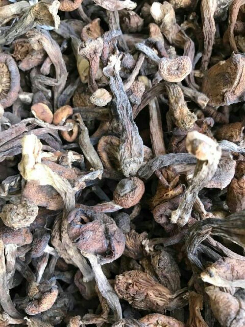 树秋菌一级