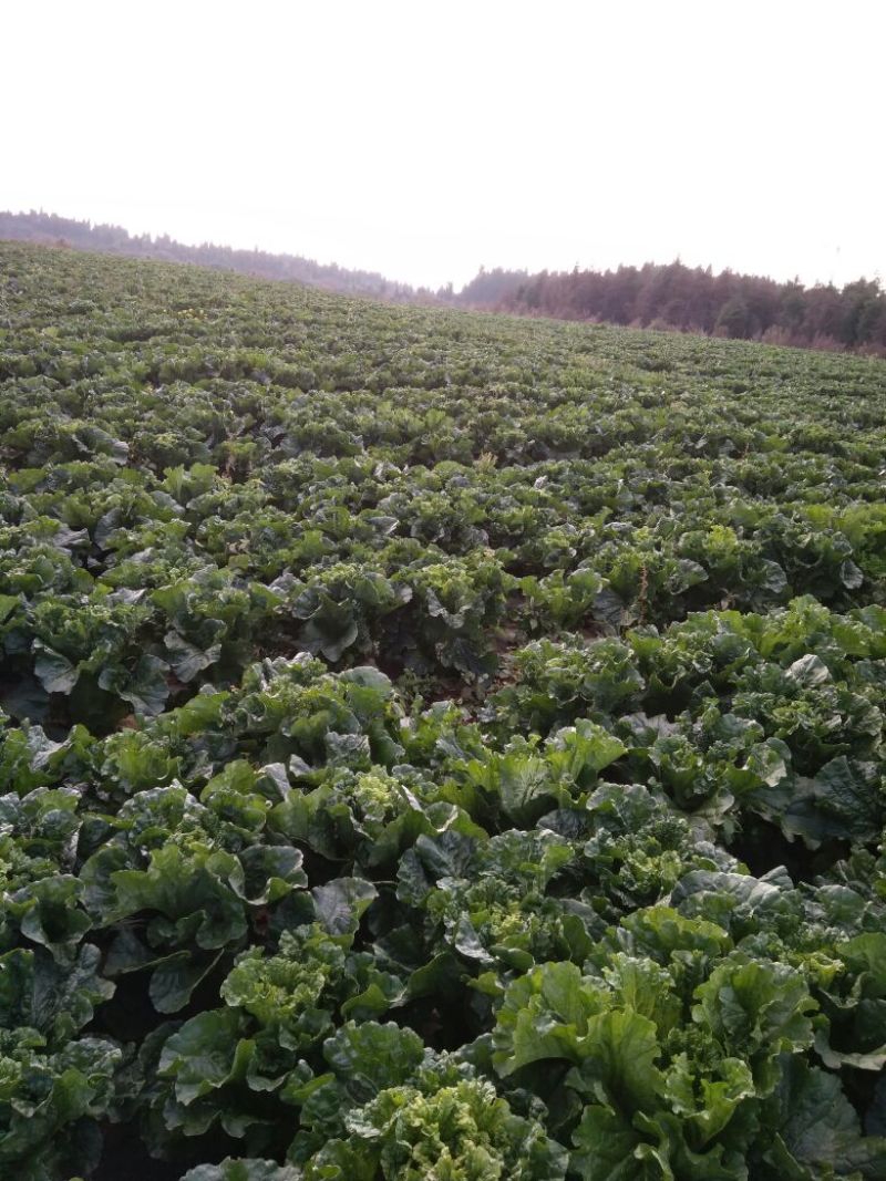 青麻叶大白菜4~6斤
