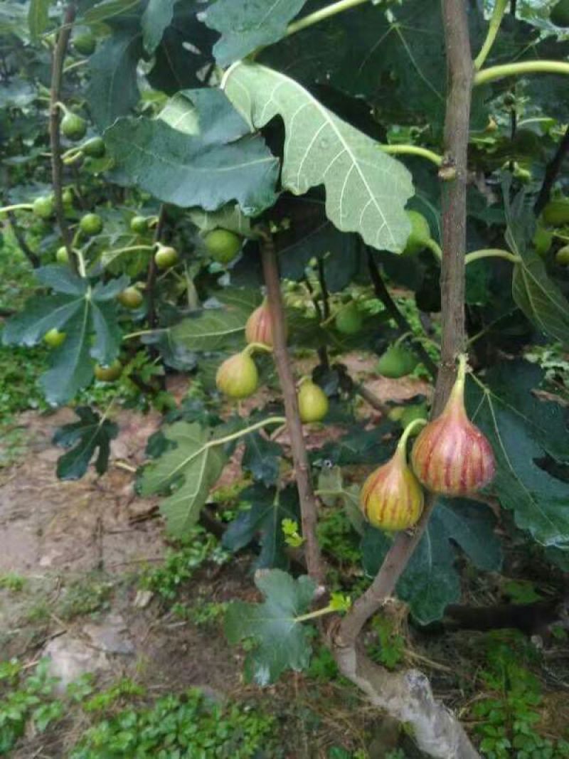 无花果树10cm以下