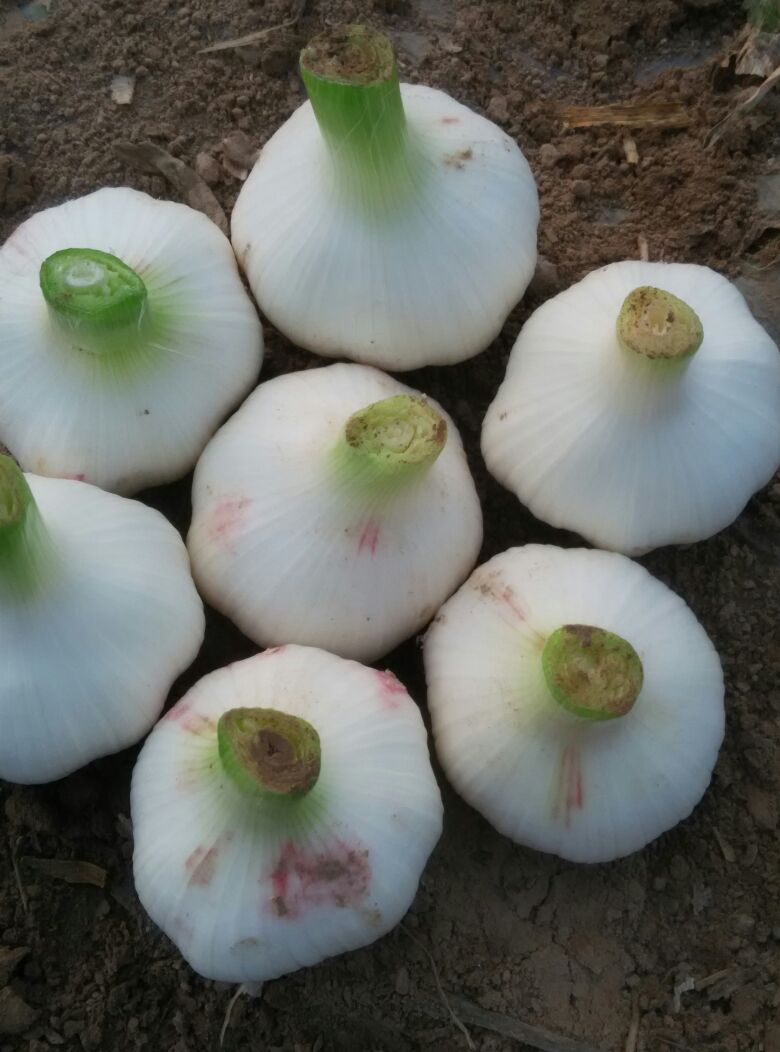 白皮蒜河南商丘睢阳区_批发_供应-一亩田农业