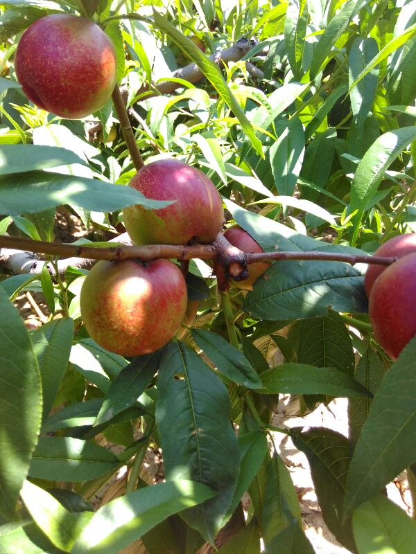 油桃_单个果重:2两以上 包装方式:塑料筐 _郝春