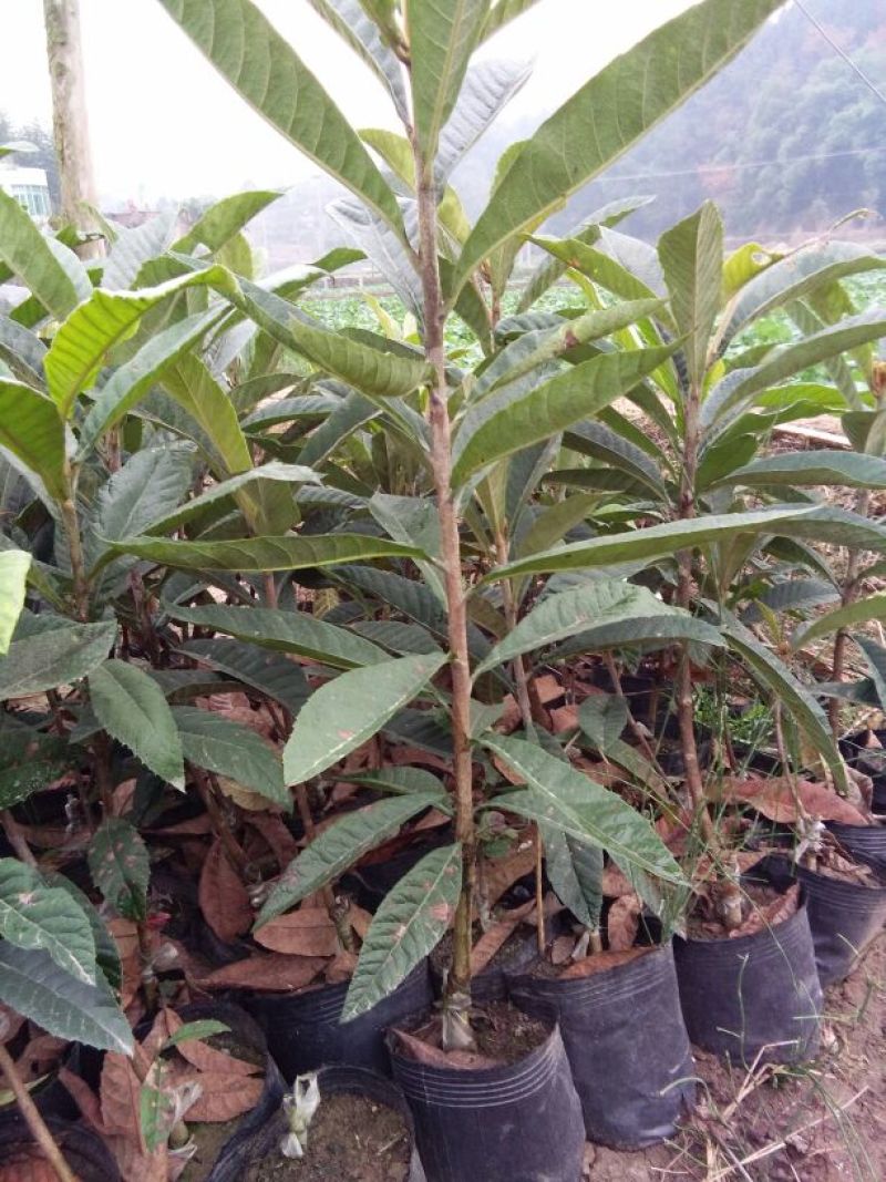 精品枇杷树苗大量出售质优价廉杜绝假苗劣质苗量大从优