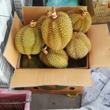 泰国榴莲