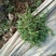 荠菜5~10cm