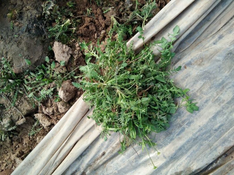 荠菜5~10cm