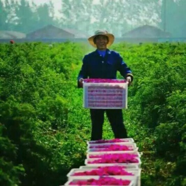 苦水玫瑰