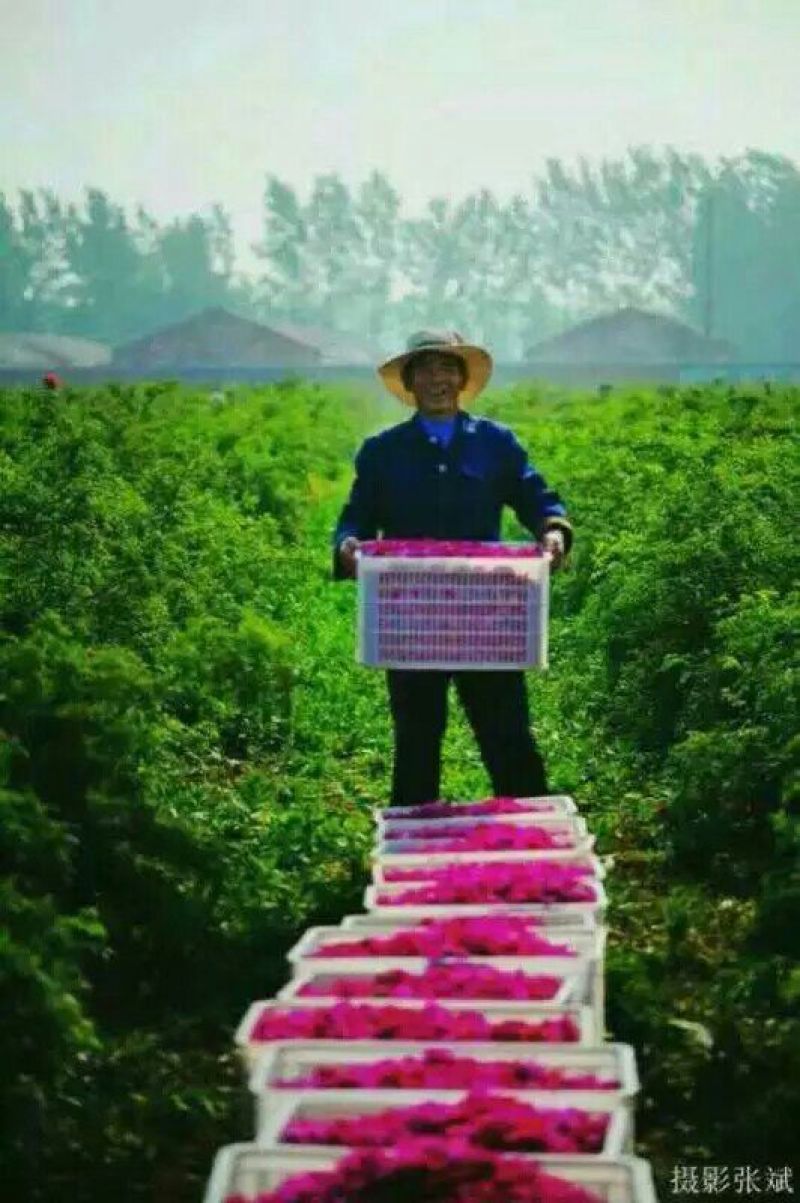 苦水玫瑰