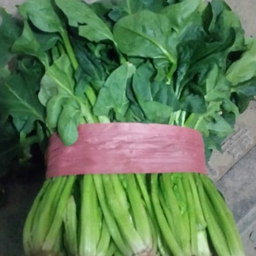 菠菜20~25厘米