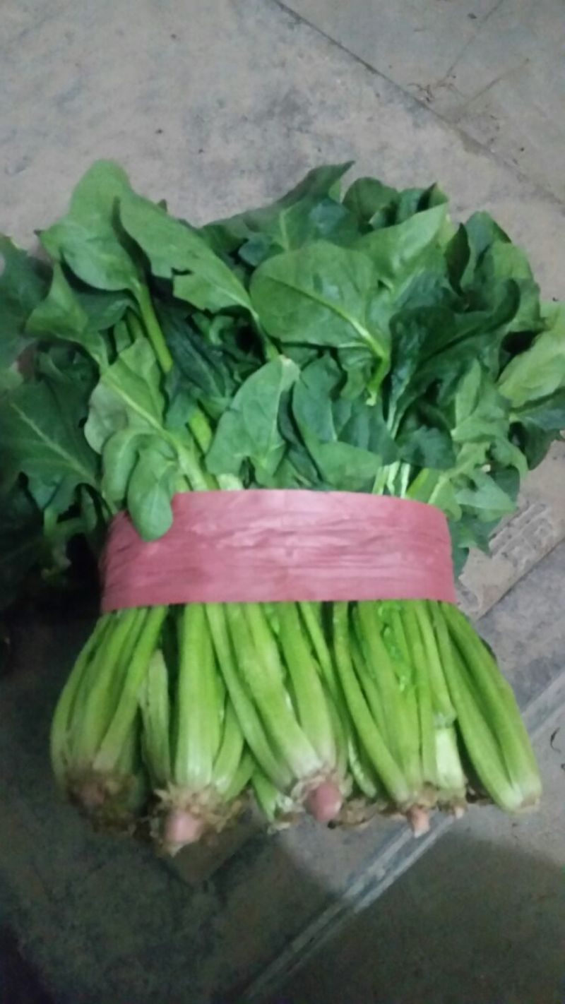 菠菜20~25厘米