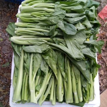 菜苔