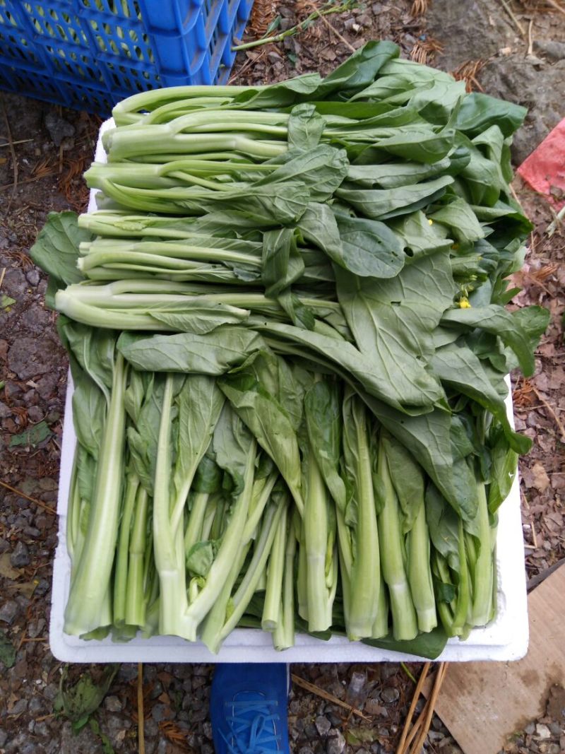 菜苔