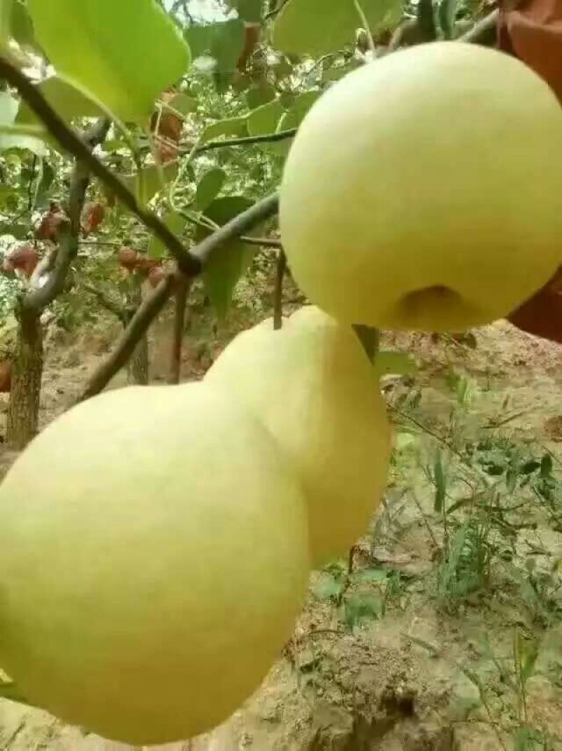礼泉酥梨纸箱