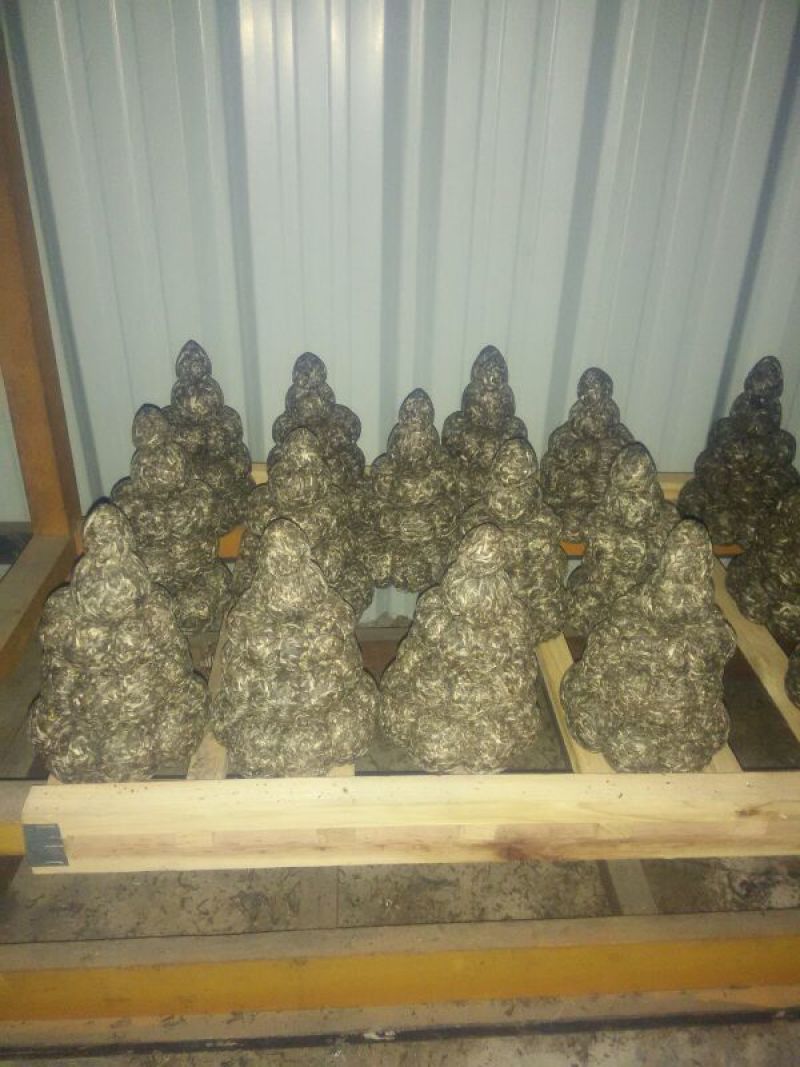 古树普洱茶二级
