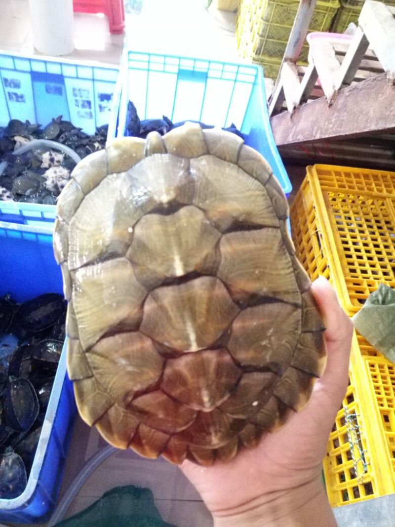 巴西龟红尔龟