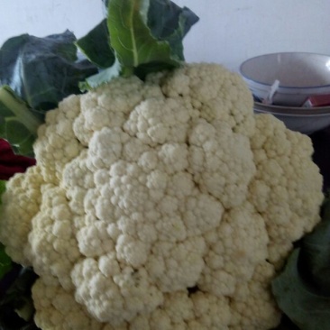 白花菜包装