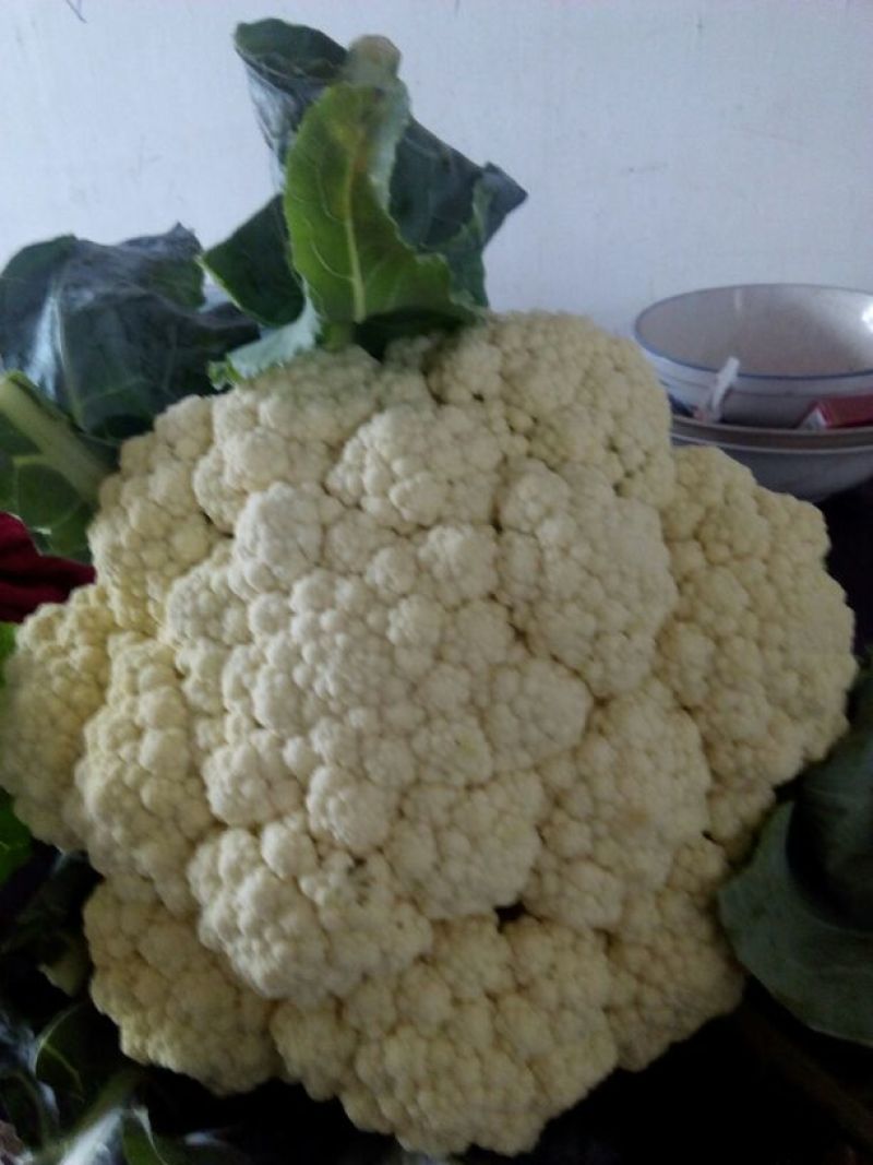 白花菜包装