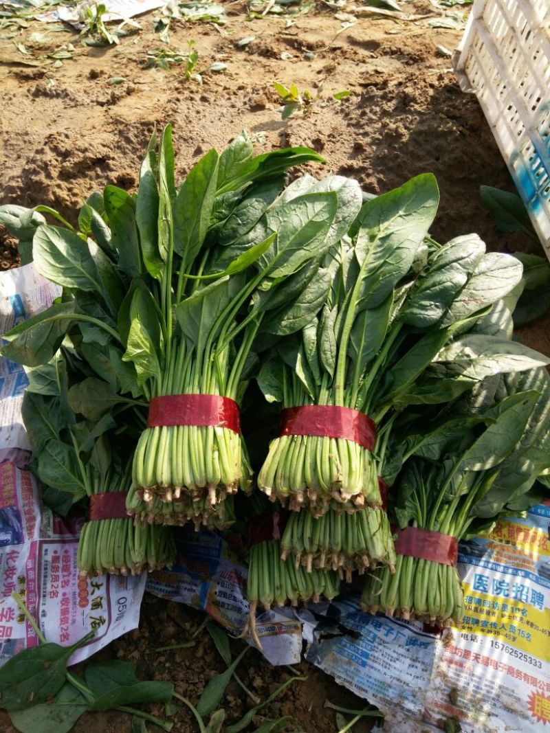 大叶菠菜20~25厘米