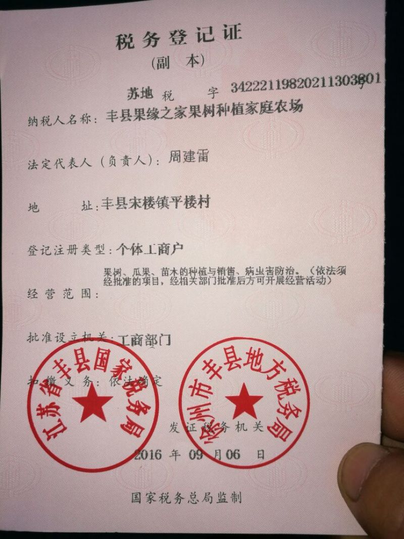 桃树苗80cm以上