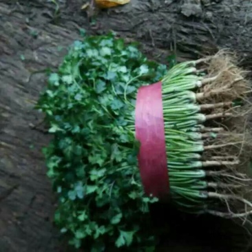 精品鲜香菜以大量上市需要的联系