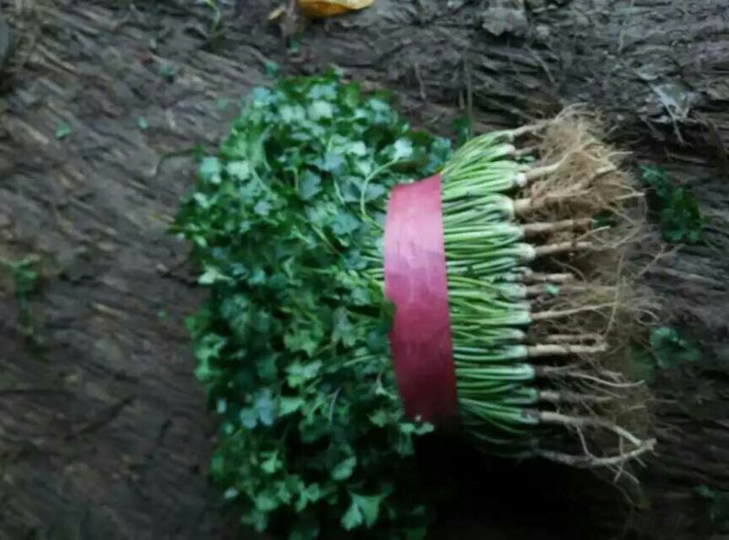 精品鲜香菜以大量上市需要的联系