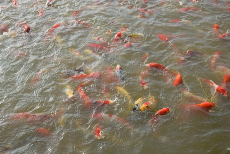 锦鲤