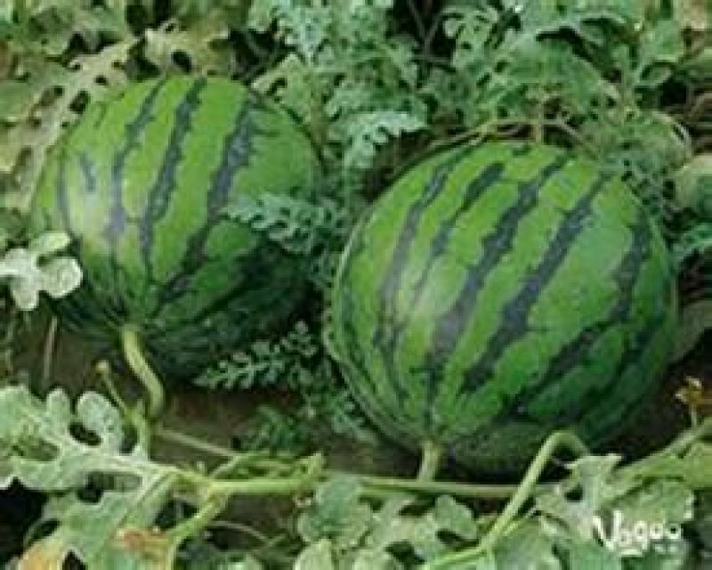 西瓜8斤打底9成熟1茬