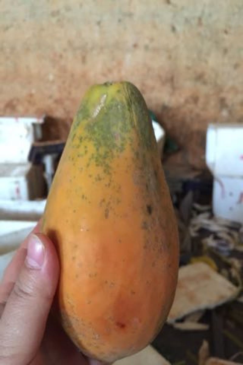 水果木瓜