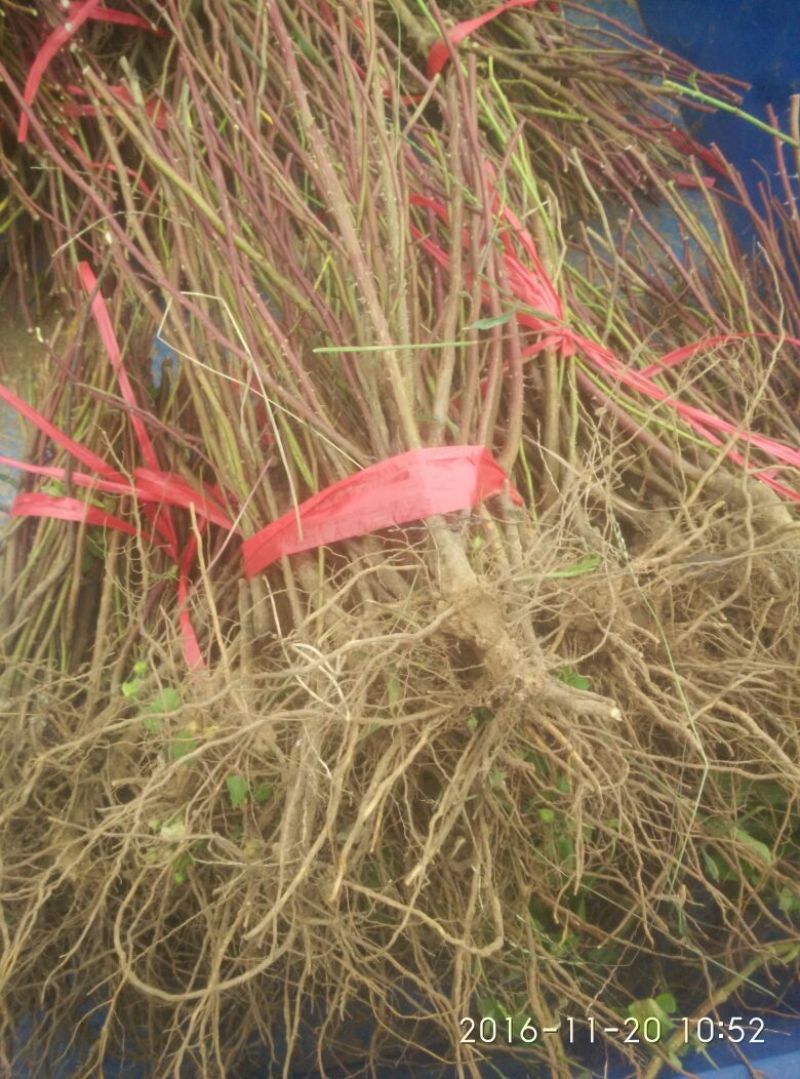 玫瑰盆花四季玫瑰地里现起苗包邮价格2.8元一颗