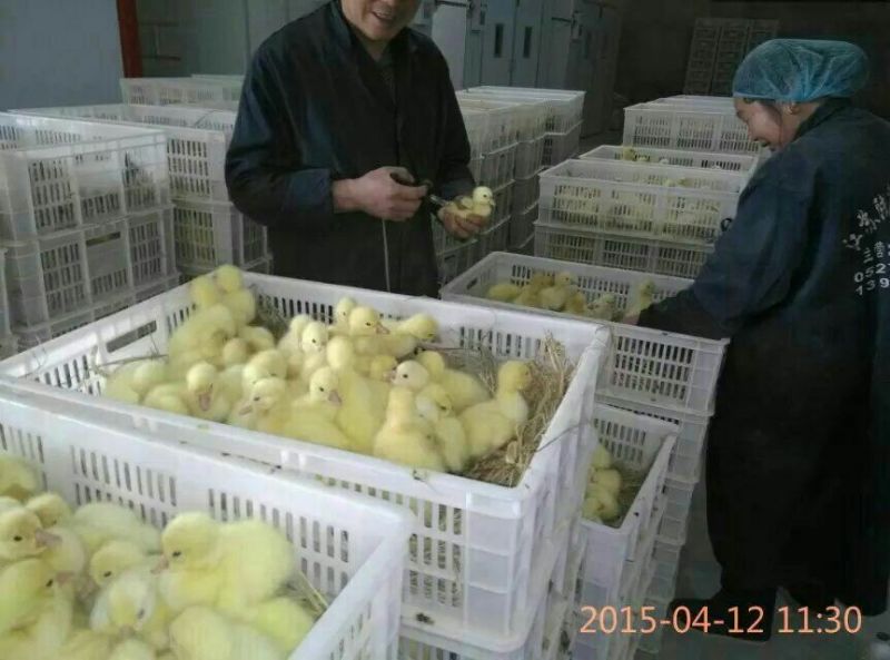 鹅苗250g