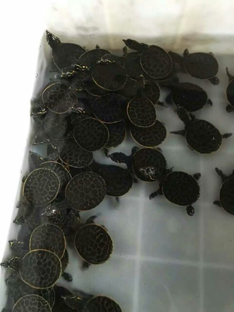 甲鱼苗鱼苗