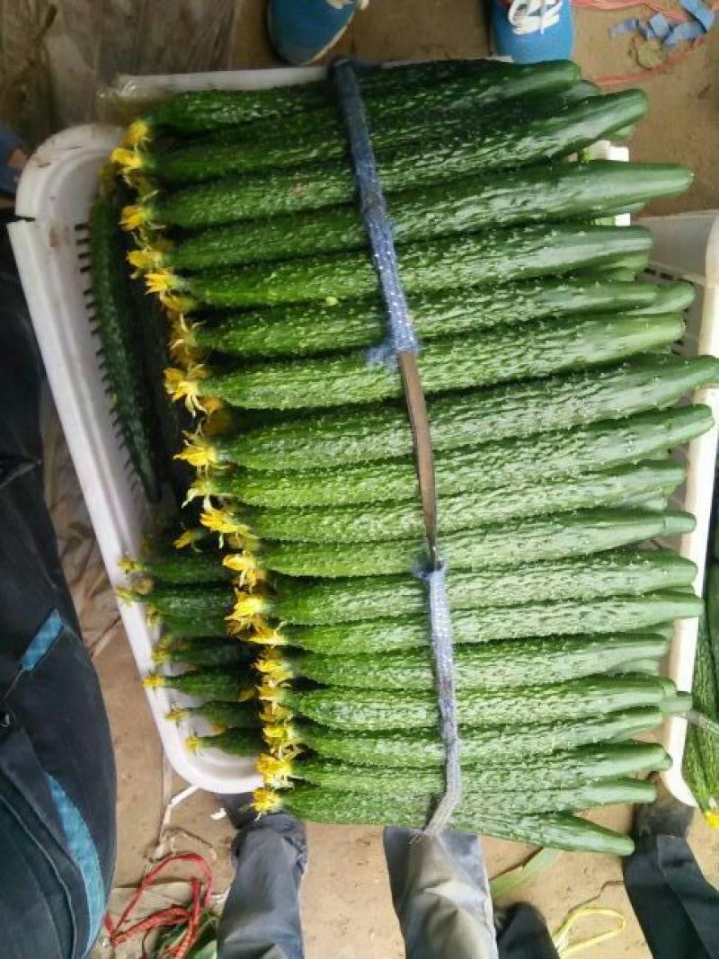 精品黄瓜，油量性，大棚吊秧瓜小中长条，量大从优
