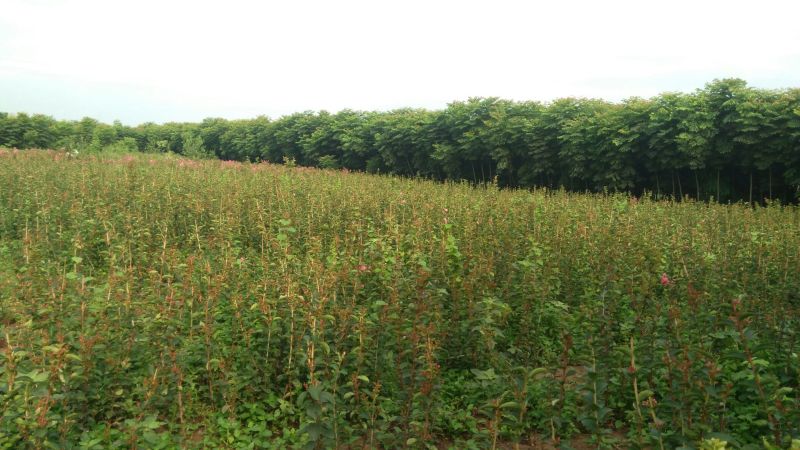 玫瑰红紫薇2cm以下1.5~2米1米以下