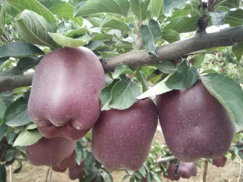 花牛光果