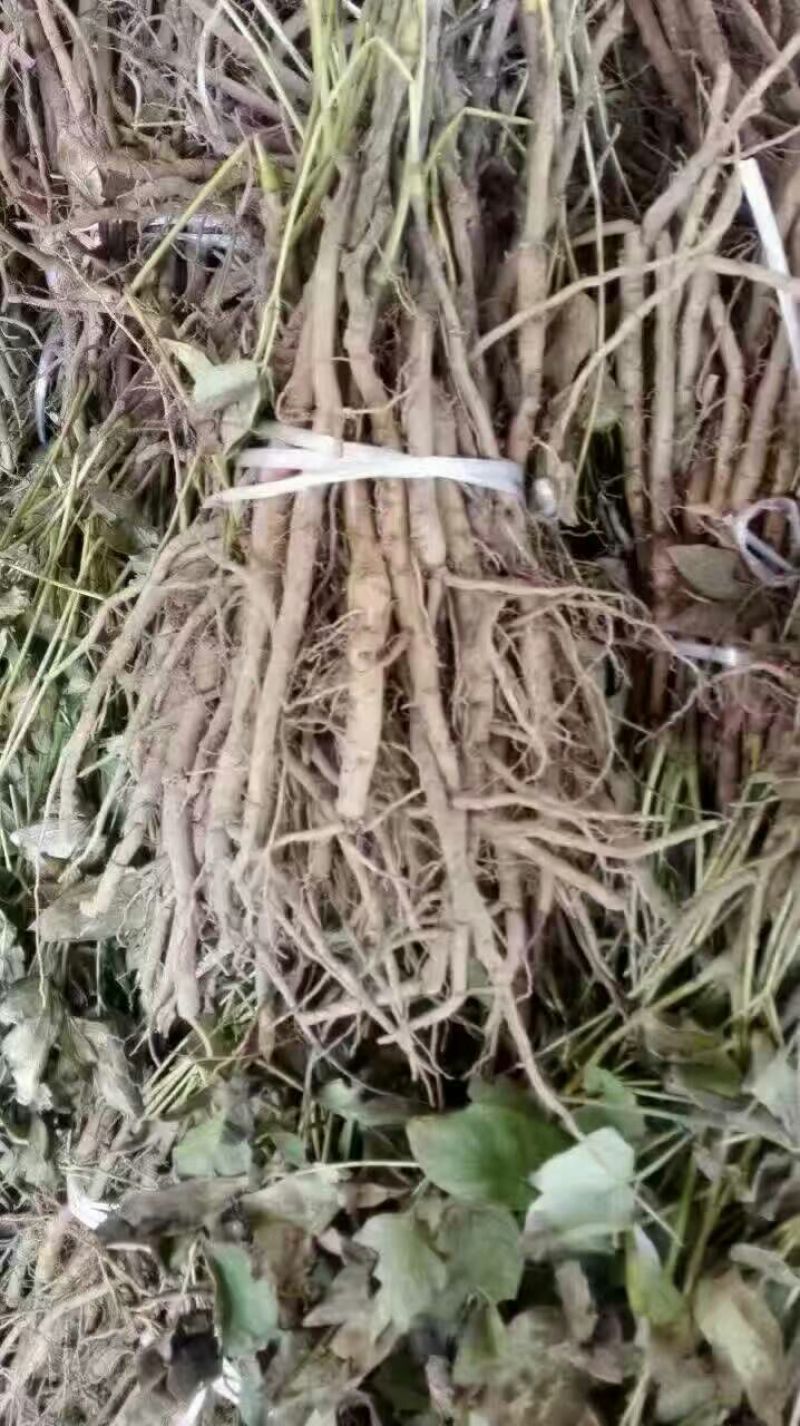 油牡丹苗20~30cm