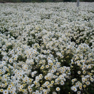 白菊花茶