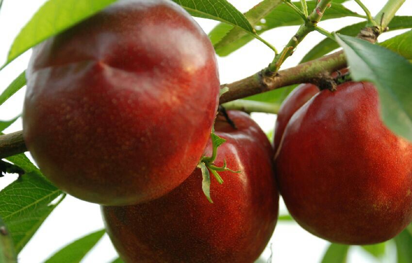 北京延庆县千年红油桃 2两以上批发_王志强供