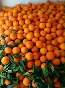 纽荷尔脐橙湖北秭归县