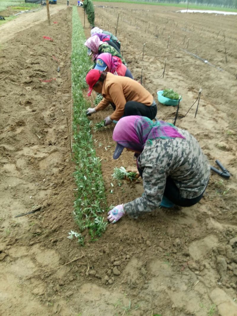 沙棘苗万亩基地货量充足对接各大电商平台代发代卖