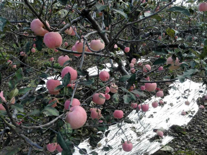 红富士苹果80mm以上膜袋