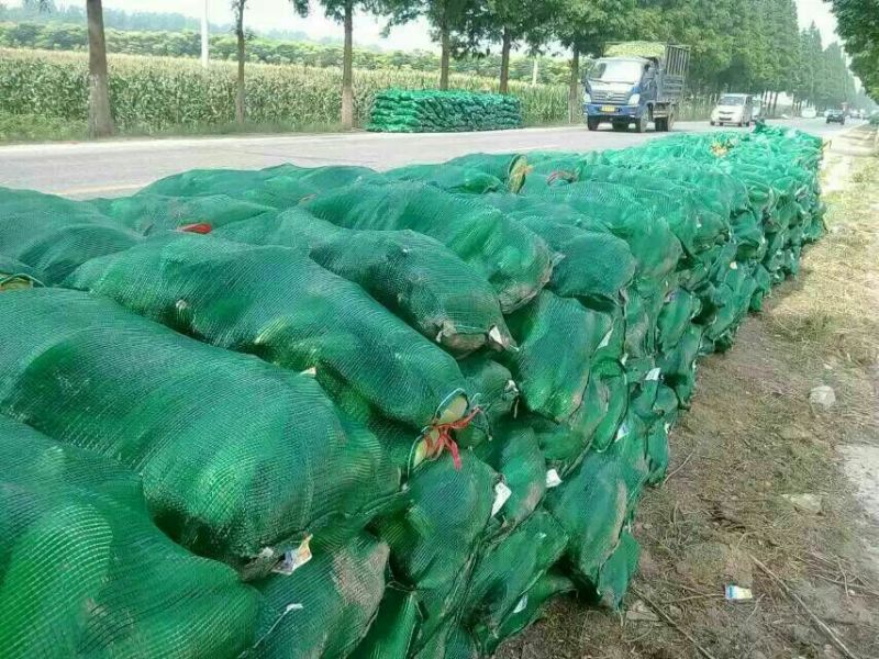 预售各种精品甜玉米8两以上批发