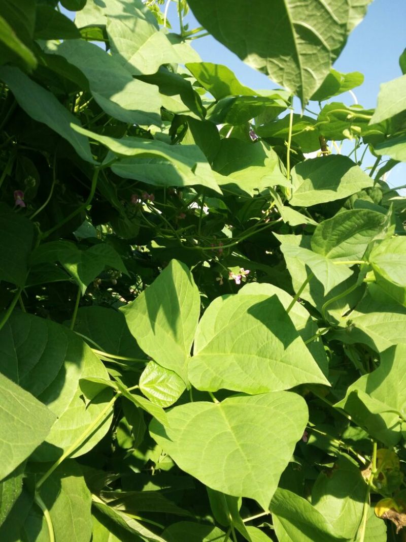 无筋豆20厘米以上