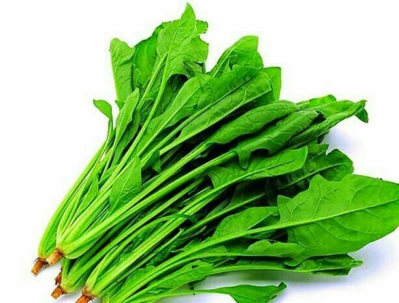 秋菠菜20~25厘米