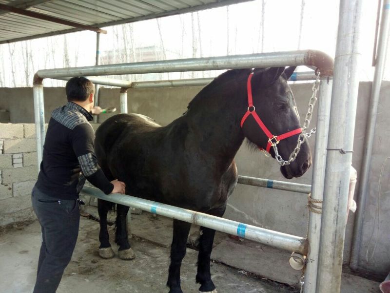 半血马400~500kg