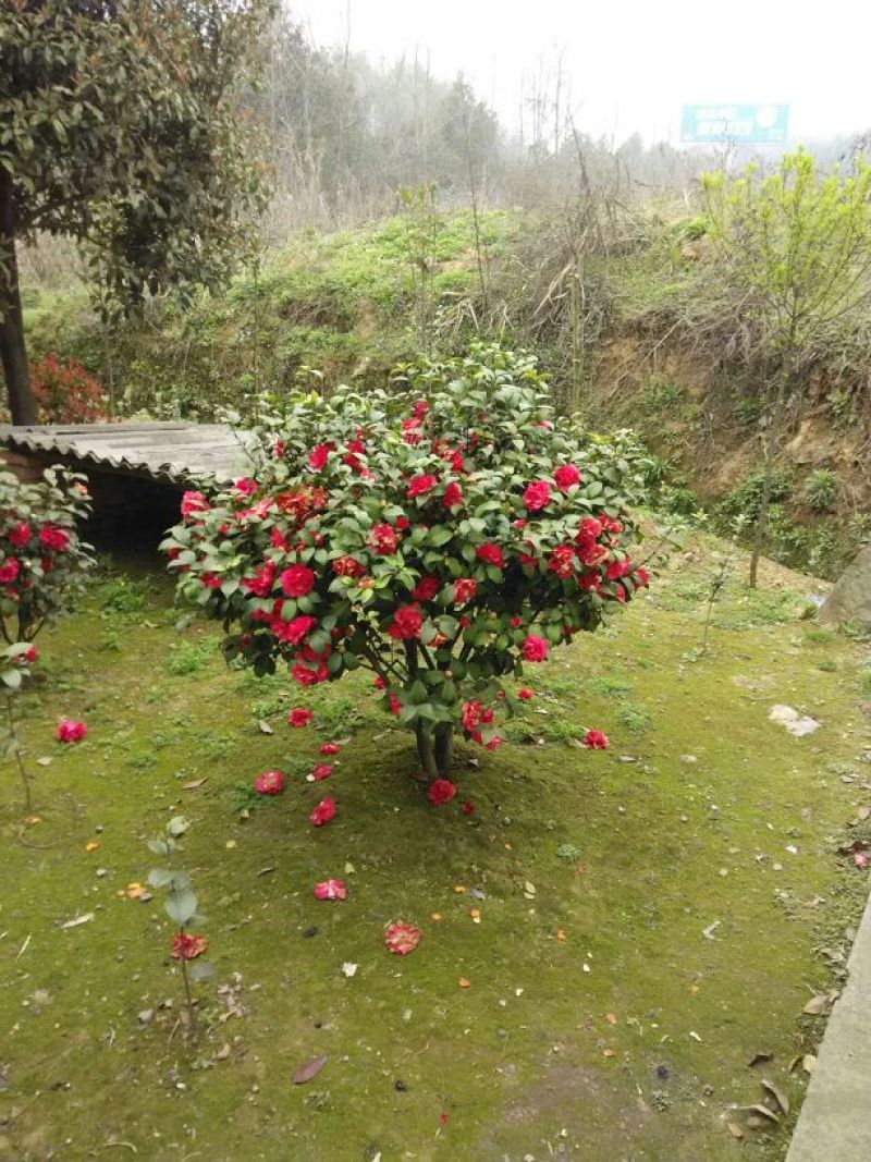 茶花茶花苗茶花树苗山茶花山茶自产自销批发价