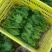 大叶菠菜20~25厘米